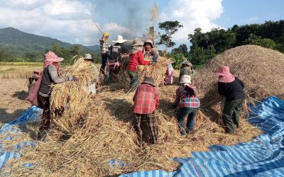 ການເກັບກູ້ເຂົ້ານາປີຂອງຊາວກະສິກອນຢູ່ເມືອງເງິນສຳເລັດ 60%