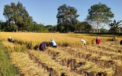 ກະຊວງກະສິກໍາ ແລະ ປ່າໄມ້ ສຸມໃສ່ຊຸກຍູ້ການຜະລິດເພື່ອຄໍ້າປະກັນສະບຽງອາຫານ ແລະ ສົ່ງອອກເປັນສິນຄ້າ