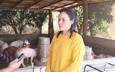 ສ້າງເສດຖະກິດຄອບຄົວນອກໂມງການຈາກການເພາະພັນລູກໝູຂາຍ.