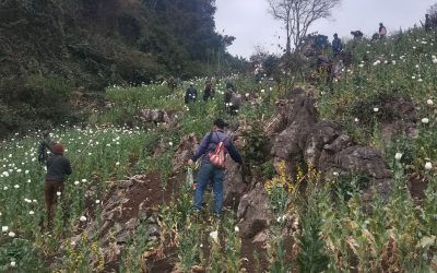ທໍາລາຍສວນຝິ່ນ 8 ເຮັກຕາຢູ່ 2 ຈຸດພາຍໃນເມືອງຊໍາເໜືອ