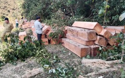 ມ້າງຄະດີລັກລອບຕັດໄມ້ພ້ອມຢຶດຂອງກາງໄມ້ແຕ້ຮໍ 103 ຕັບ ຢູ່ແຂວງບໍລິຄໍາໄຊ