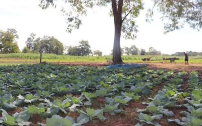 ປັດຈຸບັນຊາວກະສິກອນ ແຂວງຄໍາມ່ວນ ປູກພືດລະດູແລ້ງໄດ້ແລ້ວ 8,953 ເຮັກຕາ