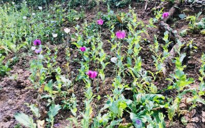 ທໍາລາຍສວນຝິ່ນຫລາຍຈຸດຢູ່ເຂດບ້ານລ້ອງພະບາດ ເມືອງເມິງ