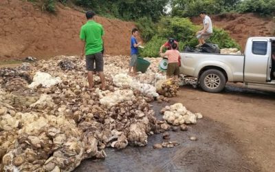 ປີຜ່ານມາ, ແຂວງບໍ່ແກ້ວ ສົ່ງອອກຢາງພາລາ ບັນລຸ 10 ລ້ານກວ່າໂດລາ, ໃນນີ້, ຫລາຍກວ່າ 97% ສົ່ງອອກໄປ ຈີນ