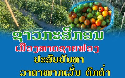 ຊາວກະສິກອນເມືອງຫາດຊາຍຟອງ ພົບບັນຫາລາຄາໝາກເລັ່ນຕົກຕໍ່າ
