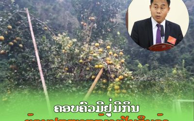ຄອບຄົວມີຢູ່ມີກິນ ຍ້ອນປູກໝາກກ້ຽງເປັນສິນຄ້າ