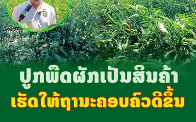 ປູກພືດຜັກເປັນສິນຄ້າ ເຮັດໃຫ້ຖາານະຄອບຄົວດີຂຶ້ນ