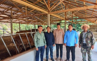 ມີລາຍຮັບ 200 ລ້ານກວ່າກີບຕໍ່ປີ ຈາກການລ້ຽງງົວຂາຍ