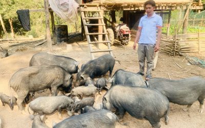 ລ້ຽງໝູລາດຂາຍມີລາຍຮັບ 40 ລ້ານກີບຕໍ່ປີ ເປັນແບບຢ່າງແຫ່ງການພັດທະນາຊົນນະບົດ