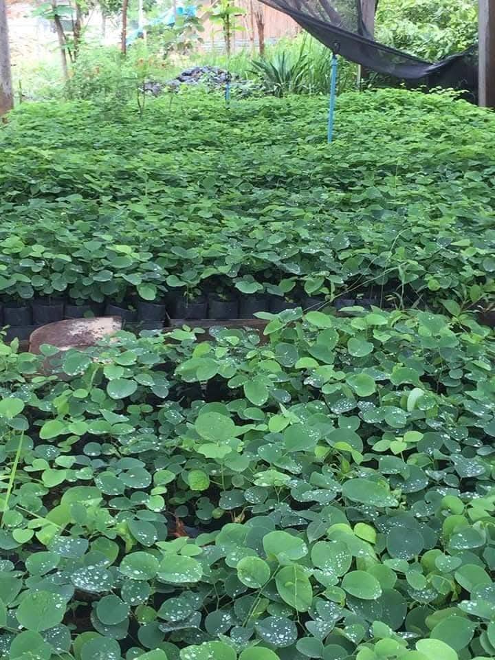 501387935_1286865453449268_3284424913440261800_n
