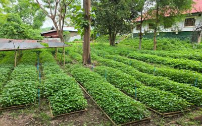 ວັນປູກຕົ້ນໄມ້ປີນີ້ ແຂວງຫຼວງພະບາງ ຈະປູກຕົ້ນໄມ້ໃນເນື້ອທີ່ທັງໝົດ 200 ກວ່າເຮັກຕາ