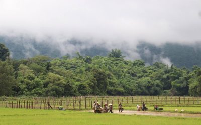 ແຂວງຄໍາມ່ວນ ປັກດຳເຂົ້ານາປີໄດ້ແລ້ວ 54,907 ເຮັກຕາ
