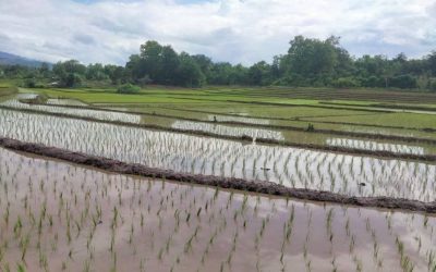 ຊາວນາຫຼາຍທ້ອງຖິ່ນໃນເມືອງຈອມເພັດ ກຳລັງຂຸ້ນຂ້ຽວທຳການຜະລິດນາປີ ໃຫ້ສຳເລັດທັນຕາມລະດູການ.