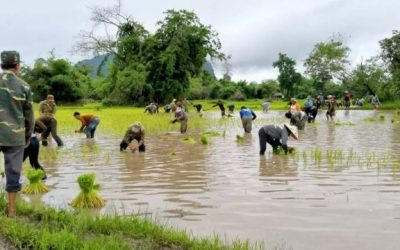 ຄໍາມ່ວນ ປັກດໍາເຂົ້ານາປີ ສໍາເລັດ 84,816 ເຮັກຕາ
