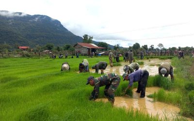 ໂຮງຮຽນການທະຫານທ້ອງຖິ່ນແຂວງອັດຕະປື ປັກດຳເຂົ້ານາປີ ສຳເລັດ 5 ກວ່າເຮັກຕາ