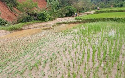 ທົ່ງນາ ບ້ານ ຊຽງດີ ເມືອງຊຳໃຕ້ ໄດ້ຮັບຜົນກະທົບຈາກໄພພິບັດ 29 ເຮັກຕາ