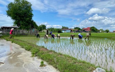 ຫ້ອງການເມືອງກອງພົນທີ 4 ສຳເລັດການປັກດຳເຂົ້ານາປີ ປະຈຳປີ 2025